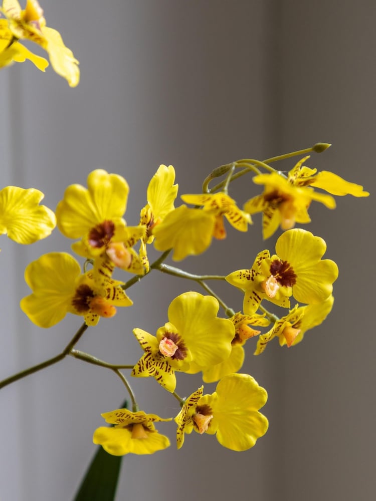Gallery Home Yellow Faux Orchid in Low Ceramic Pot - Image 2 of 6 Gallery Home Yellow Faux Orchid in Low Ceramic Pot - Image 2 of 6