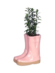 Dibor Pink PINK Double Wellington Smart Planter - Image 2 of 6