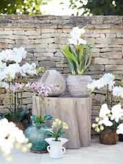 Oka White Large Faux Planted Phalaenopsis Orchid - Image 1 of 2