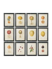 Oka Set of 12 Cream Anatomical Fruit Framed Prints - Image 1 of 1