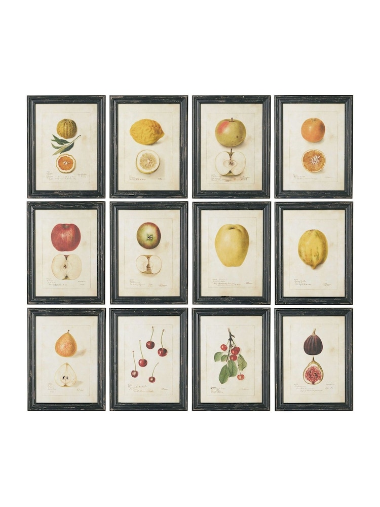 Oka Set of 12 Cream Anatomical Fruit Framed Prints - Image 1 of 1