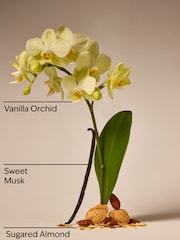 Bath & Body Works Cozy Vanilla Almond Gentle & Clean Foaming Hand Soap 259ml - Image 2 of 2