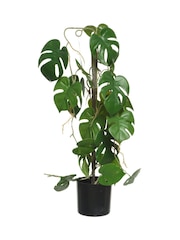 Decoris Green Artificial Monstera Plant in Pot - Image 1 of 1