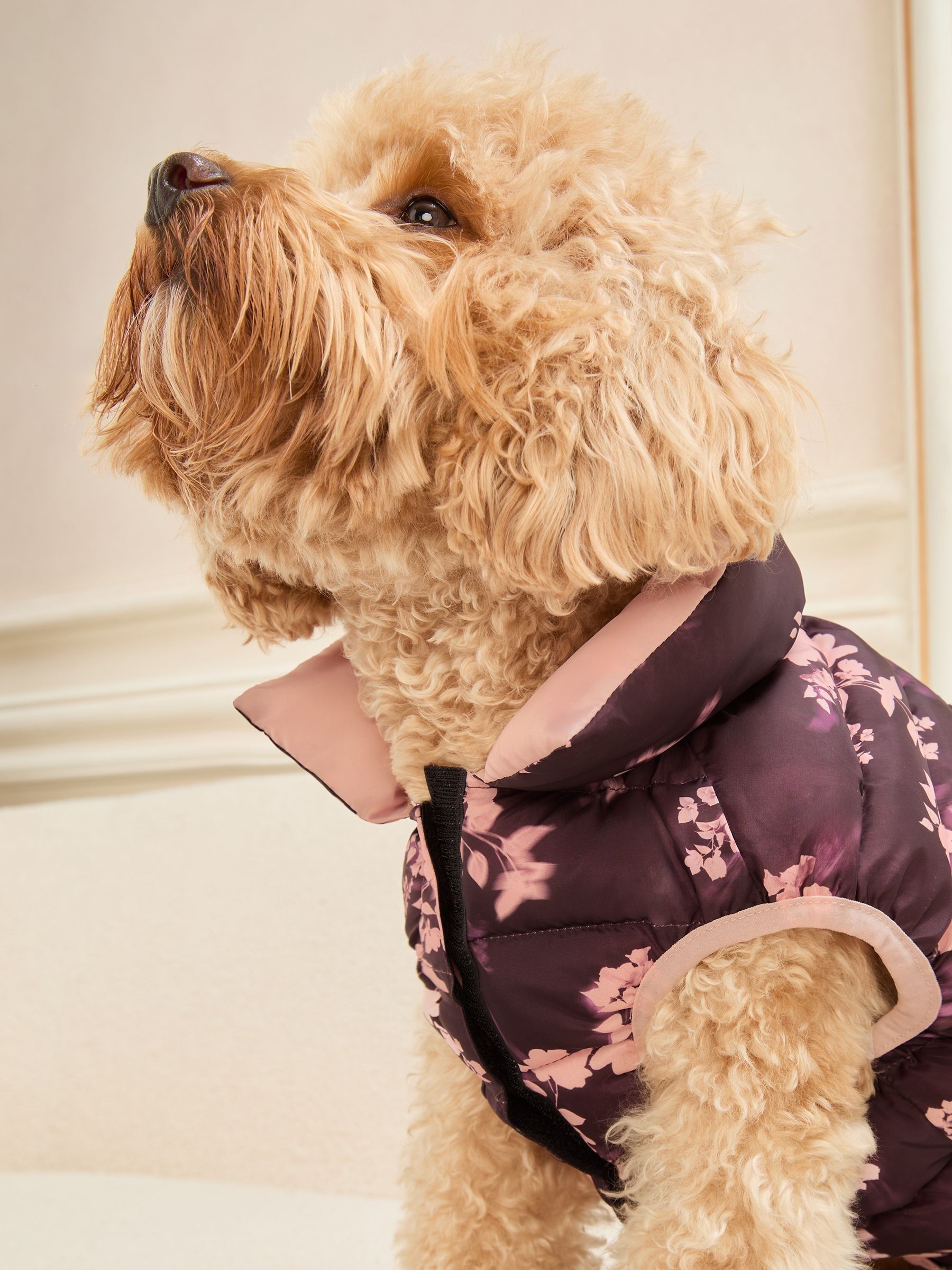 Buy Lipsy Burgundy Floral Reversible Dog Puffer Jacket from Next USA