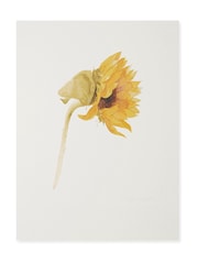 Sophie Allport Off White Sunflower Watercolour Print - Image 2 of 3