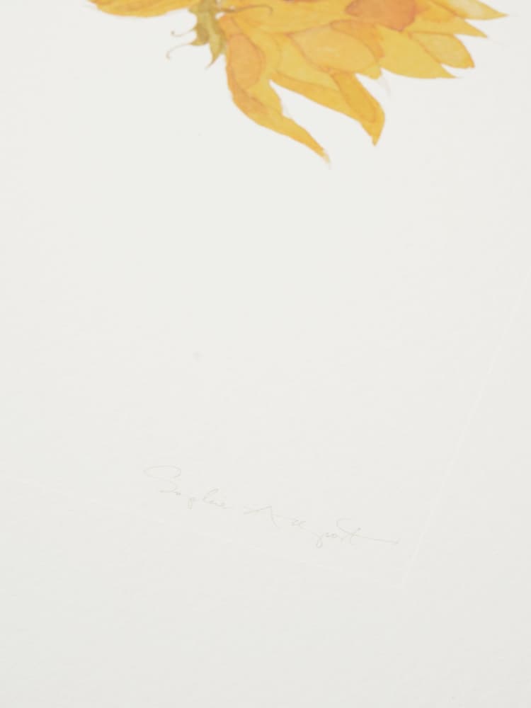 Sophie Allport Off White Sunflower Watercolour Print - Image 3 of 3
