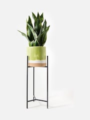 Oliver Bonas Green Large Nora Ceramic Standing Plant Pot - Image 1 of 6