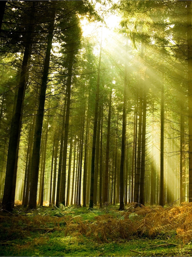 Origin Murals Evergreen Spruce Forest Matte Non Woven A3 Mural Sample - Image 1 of 2 Origin Murals Evergreen Spruce Forest Matte Non Woven A3 Mural Sample - Image 1 of 2