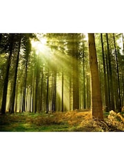 Origin Murals Evergreen Spruce Forest Matte Non Woven A3 Mural Sample - Image 2 of 2