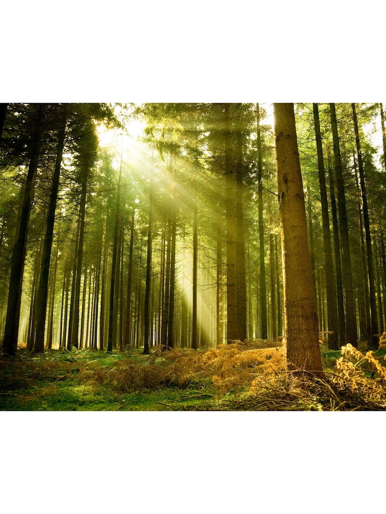 Origin Murals Evergreen Spruce Forest Matte Non Woven A3 Mural Sample - Image 2 of 2 Origin Murals Evergreen Spruce Forest Matte Non Woven A3 Mural Sample - Image 2 of 2