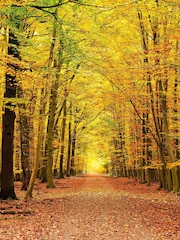 Origin Murals Spice Autumn Forest Matte Non Woven A3 Mural Sample - Image 1 of 2