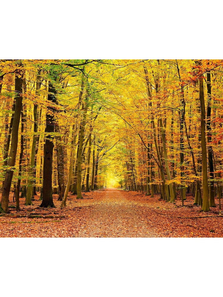 Origin Murals Spice Autumn Forest Matte Non Woven A3 Mural Sample - Image 2 of 2