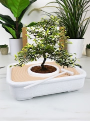 Gift Republic White The Art Of Bonsai Grow Kit - Image 2 of 6