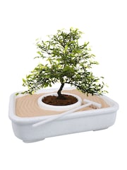 Gift Republic White The Art Of Bonsai Grow Kit - Image 6 of 6