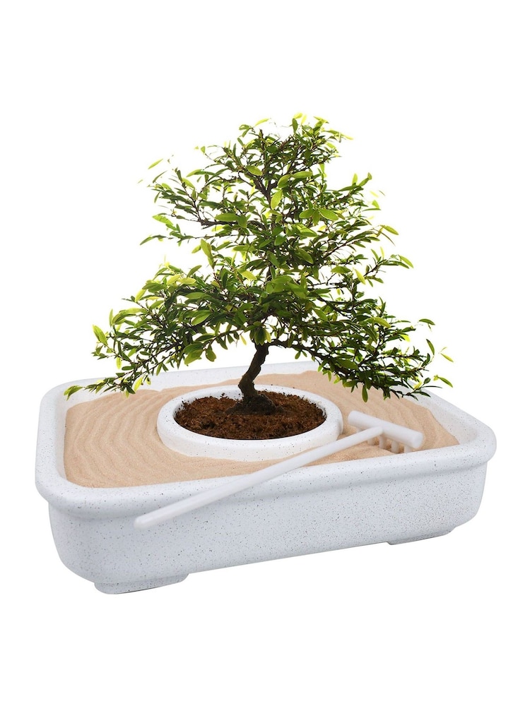 Gift Republic White The Art Of Bonsai Grow Kit - Image 6 of 6