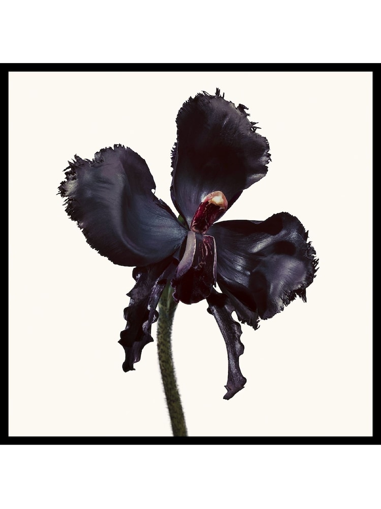 TOM FORD Black Orchid Reserve Eau de Parfum 100ml - Image 2 of 4 TOM FORD Black Orchid Reserve Eau de Parfum 100ml - Image 2 of 4