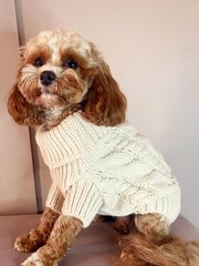 Lipsy Cream Super Soft Cable Knit Dog Jumper - Image 1 of 3