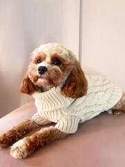 Lipsy Cream Super Soft Cable Knit Dog Jumper - Image 2 of 3