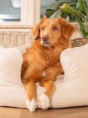 Lords and Labradors Cream High Sided 100% Cotton Savanna Dog Bed - Image 4 of 5