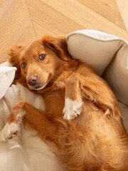 Lords and Labradors Cream High Sided 100% Cotton Savanna Dog Bed - Image 5 of 5