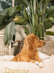 Lords and Labradors Cream Box Savanna 100% Cotton Dog Bed - Image 1 of 4