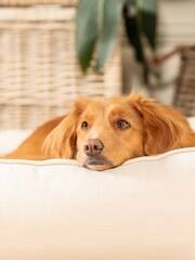 Lords and Labradors Cream Box Savanna 100% Cotton Dog Bed - Image 3 of 4