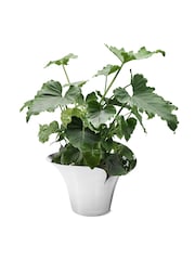 Georg Jensen Bloom Botanica Flower Pot Large - Image 4 of 4