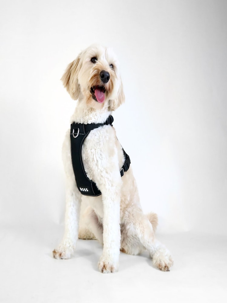 BOSS Black Dog Harness - Image 1 of 6
