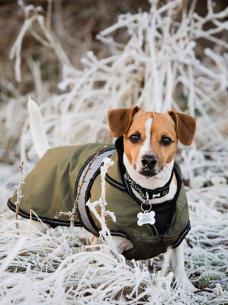 Danish Designs Khaki Green 2-In-1 Ultimate Dog Coat - Image 1 of 5