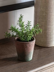 Gallery Home Red Potted Rosemary Terracotta - Image 1 of 6