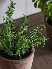 Gallery Home Red Potted Rosemary Terracotta - Image 2 of 6