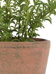 Gallery Home Red Potted Rosemary Terracotta - Image 4 of 6