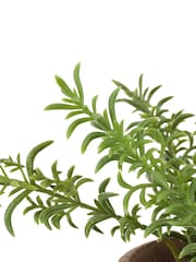 Gallery Home Red Potted Rosemary Terracotta - Image 5 of 6