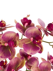 Gallery Home Brown Orchids in Moss: Dot Pot - Image 4 of 6