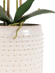Gallery Home Brown Orchids in Moss: Dot Pot - Image 5 of 6