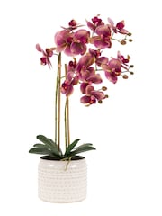 Gallery Home Brown Orchids in Moss: Dot Pot - Image 6 of 6