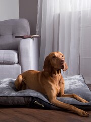 Scruffs Grey Chester Box Mattress - Image 1 of 4
