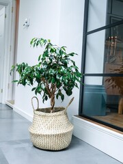 Ivyline Natural Garden Medium Seagrass Chevron Lined Basket - Image 1 of 1