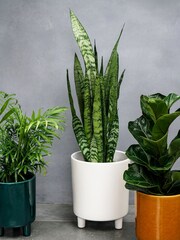 Ivyline White Garden Large Pisa Planter - Image 2 of 4
