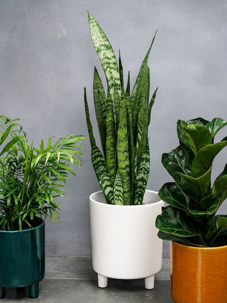 Ivyline White Garden Large Pisa Planter - Image 2 of 4