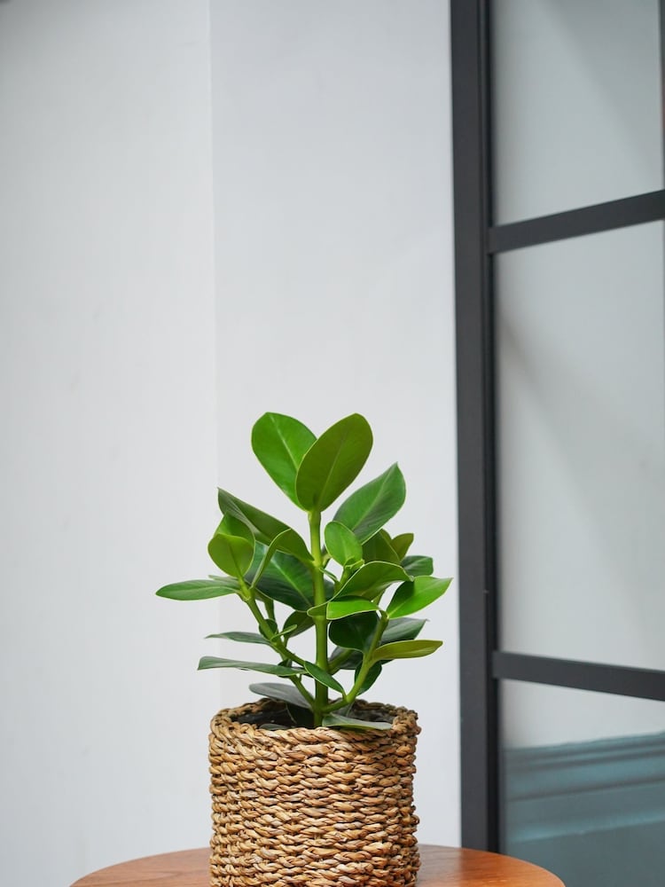 Ivyline Set of 3 Natural Garden Oslo Seagrass Lined Planters - Image 2 of 2