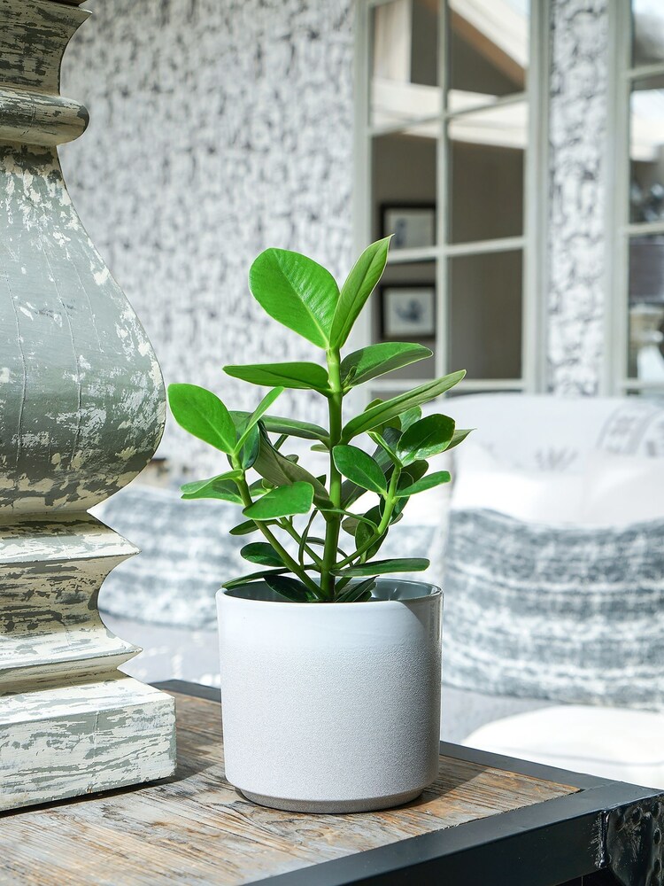 Ivyline White Garden Small Leon Planter - Image 1 of 8
