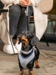 Blue Hugo & Hudson Blue Herringbone Dog Collar - Image 1 of 4