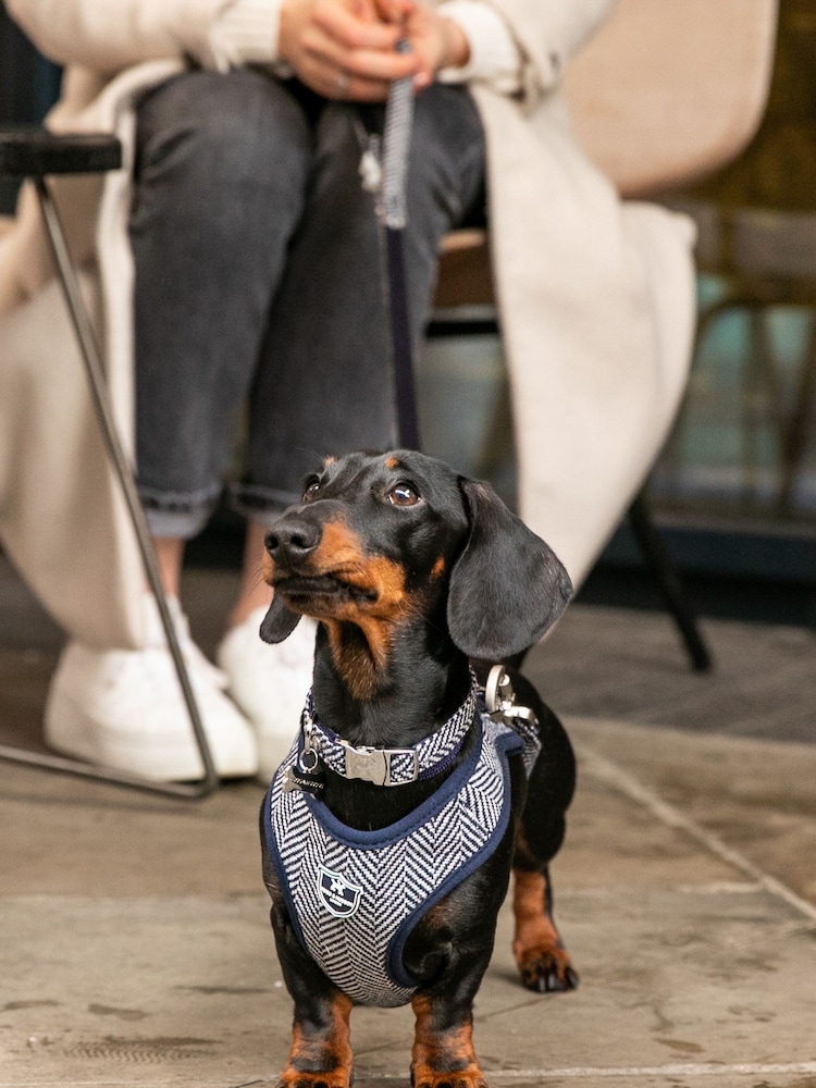 Blue Hugo & Hudson Blue Herringbone Dog Collar - Image 1 of 4