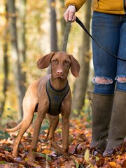 Green Hugo & Hudson Green Checked Tweed Dog Lead - Image 1 of 4