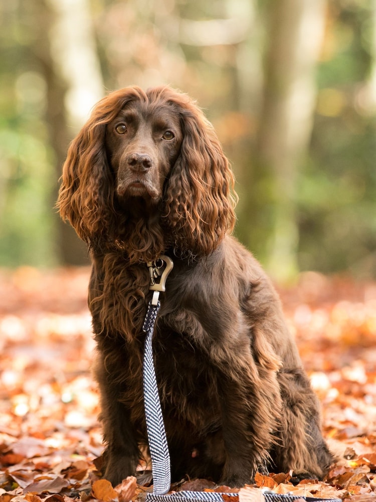 Blue Hugo & Hudson Blue Herringbone Dog Lead - Image 1 of 5