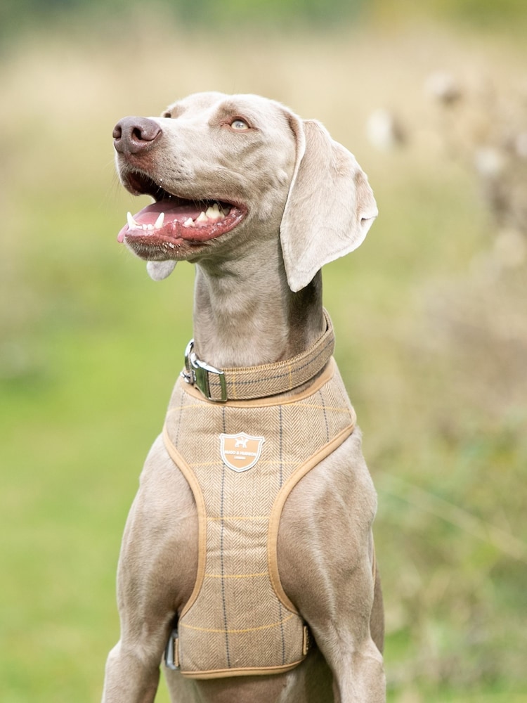 Hugo & Hudson Brown Dog Harness - Image 1 of 4