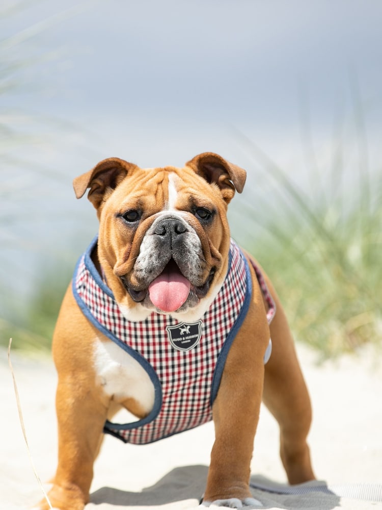Blue Hugo & Hudson Blue Checked Dog Harness - Image 1 of 4