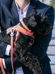 Orange Hugo & Hudson Orange Orange Geometric Dog Lead - Image 5 of 5