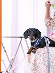 Blue Hugo & Hudson Blue Navy Star Dog Collar - Image 1 of 3